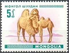 Bactrian Camel (Camelus bactrianus)