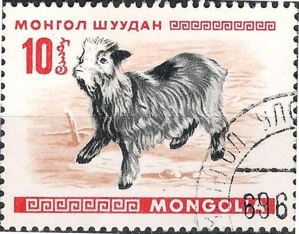 Goat (Capra aegagrus hircus)
