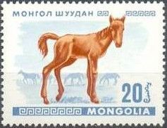 Foal (Equus ferus caballus)