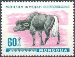 Domestic Yak Calf (Bos grunniens)