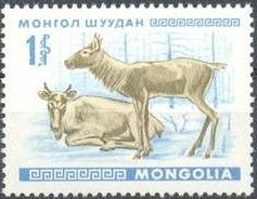 Reindeer (Rangifer tarandus)