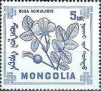 Rosa Acicularis