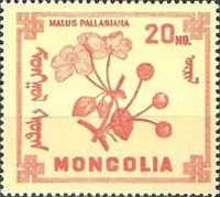 Malus pallasiana