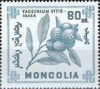 Blueberries (Vaccinium vitis-idaea)