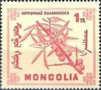 Hippophae rhamnoides