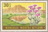 Mongolian Pink (Dianthus romosissimus)