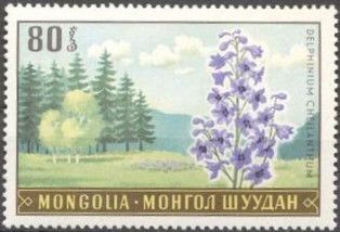 Long-lipped Larkspur (Delphinium cheilanthum)