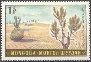 Saxaul (Haloxylon ammondendron)
