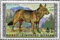 Wolf (Canis lupus)