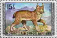 Eurasian Lynx (Lynx lynx)