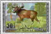 Moose (Alces alces)