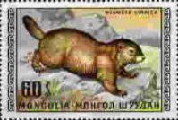 Tarbagan Marmot (Marmota sibirica)