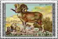 Argali (Ovis ammon)