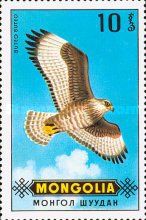 Common Buzzard (Buteo buteo)