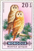 Tawny Owl (Strix aluco)