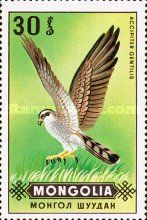 Northern Goshawk (Accipiter gentilis)