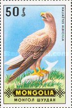 White-tailed Eagle (Haliaeetus albicilla)