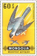 Peregrine Falcon (Falco peregrinus)