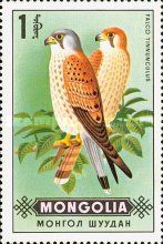 Common Kestrel (Falco tinnunculus)