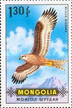 Black Kite (Milvus migrans)