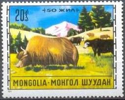 Domestic Yak (Bos grunniens)