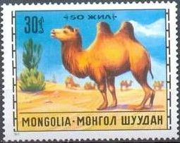 Bactrian Camel (Camelus bactrianus)
