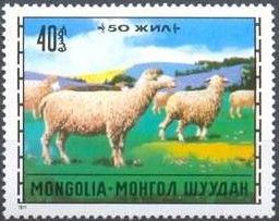 Domestic Sheep (Ovis ammon aries)