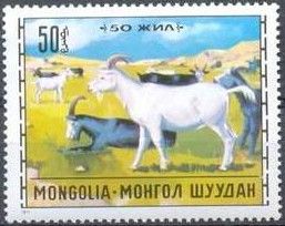 Goat (Capra aegagrus hircus)