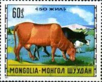 Cattle (Bos primigenius taurus)