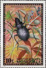 Fischer's Caterpillar Hunter (Calosoma fischeri)
