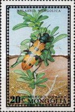 Blister Beetle (Mylabris mongolica)