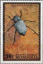 Darkling Beetle (Sternoplax zichyi)