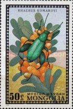Weevil (Rhaebus komarovi)