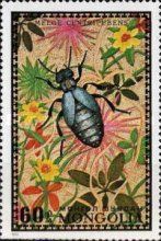 Blister Beetle (Meloe centripubens)
