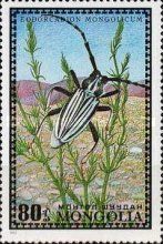Longhorn Beetle (Edorcadion mongolicum)