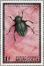 Darkling Beetle (Platyope mongolica)