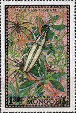 Larder Beetle (Lixus nigrolineatus)