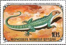 Mongolia Racerunner (Eremias argus)
