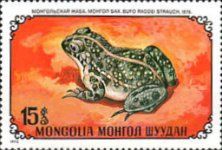 Mongolian Toad (Bufo raddei)