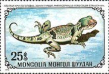 Tuvan Toadhead Agama (Phrynocephalus versicolor)