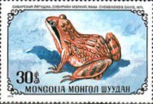 Common Frog (Rana chensinensis)
