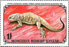 Mongolia Rock Agama (Agama stoliczkana)