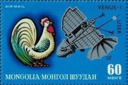 Cock, Venus-1