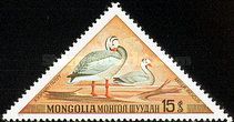 Bar-headed Goose (Anser indicus)