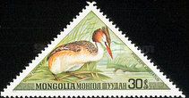 Great Crested Grebe (Podiceps cristatus)