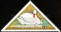 Mute Swan (Cygnus olor)