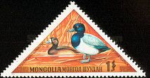 Greater Scaup (Aythya marila)