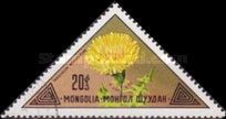 Taraxacum mongolicum