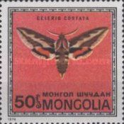 Moth (Celerio costata)
