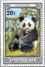 Giant Panda (Ailuropoda melanoleuca)